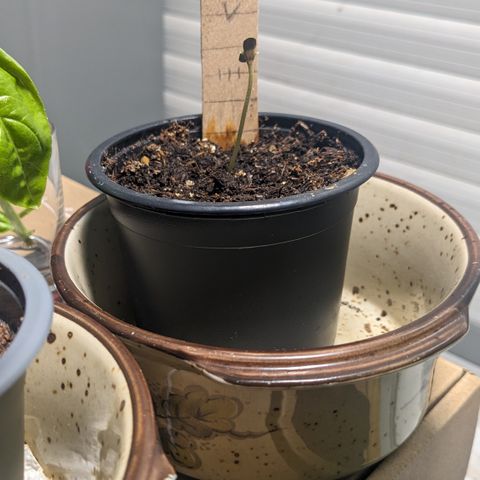Jane II growlog timeline photo