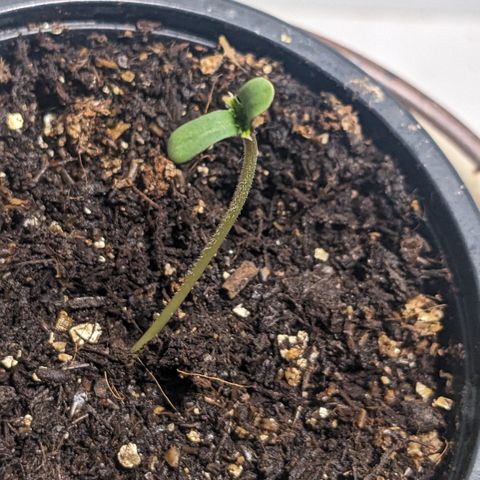 Jane II growlog timeline photo