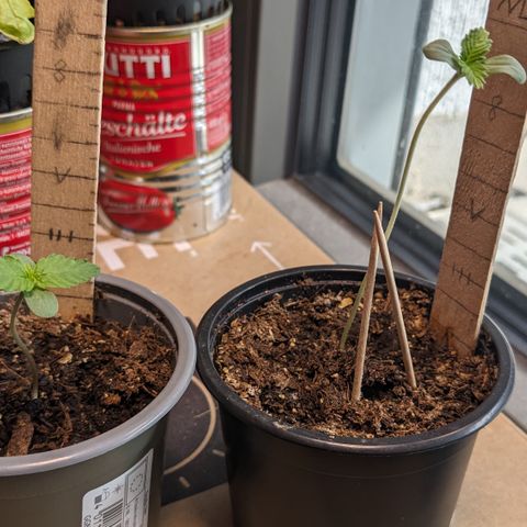 Jane II growlog timeline photo