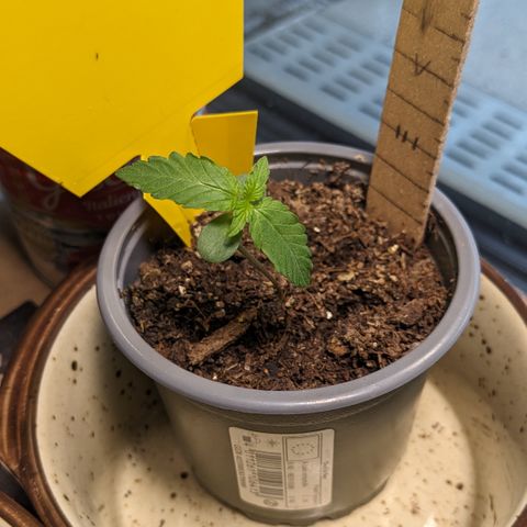 Mary II growlog timeline photo