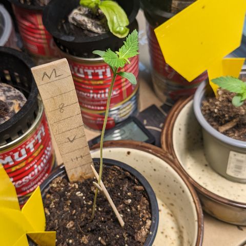 Jane II growlog timeline photo