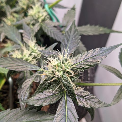 Tamsi growlog timeline photo
