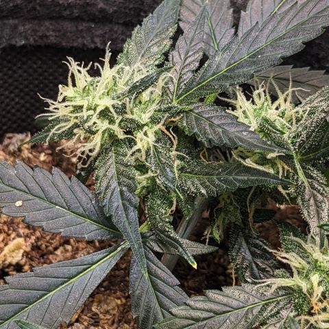 Tamsi growlog timeline photo