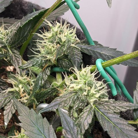 Tamsi growlog timeline photo