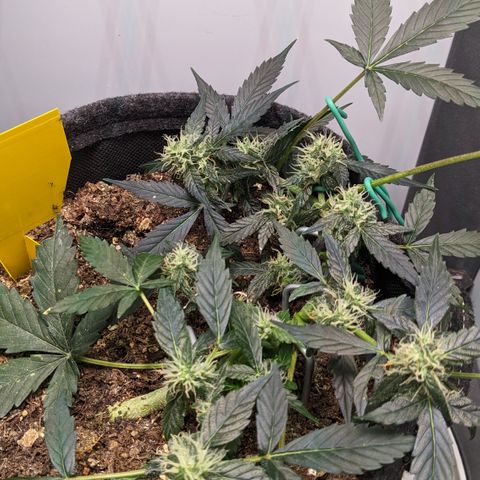 Tamsi growlog timeline photo