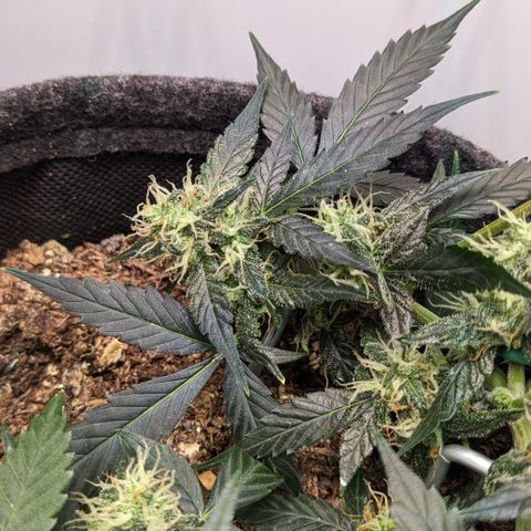 Tamsi growlog timeline photo