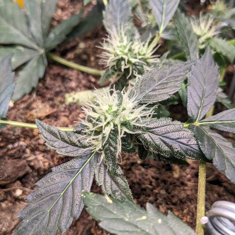 Tamsi growlog timeline photo