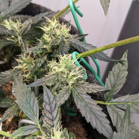 Tamsi growlog timeline photo