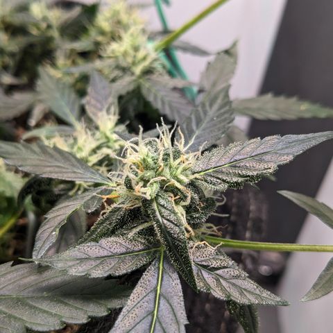 Tamsi growlog timeline photo