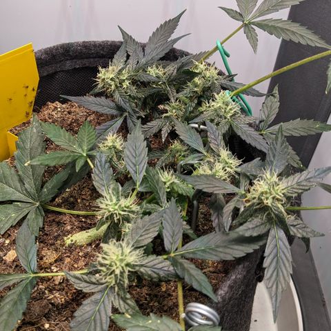 Tamsi growlog timeline photo