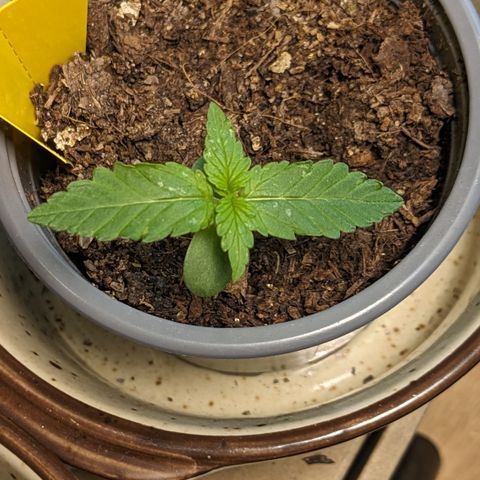 Mary II growlog timeline photo