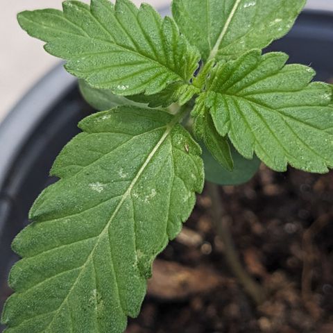 Mary II growlog photo: Thribs