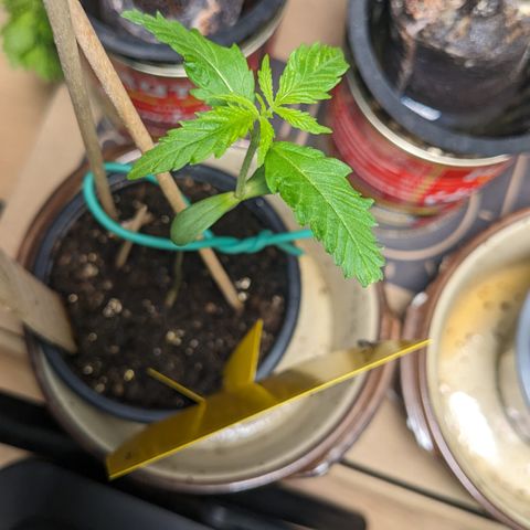 Jane II growlog timeline photo