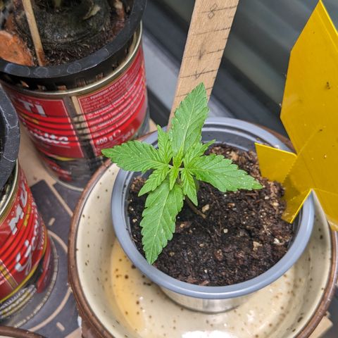 Mary II growlog timeline photo