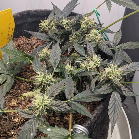 Tamsi growlog timeline photo