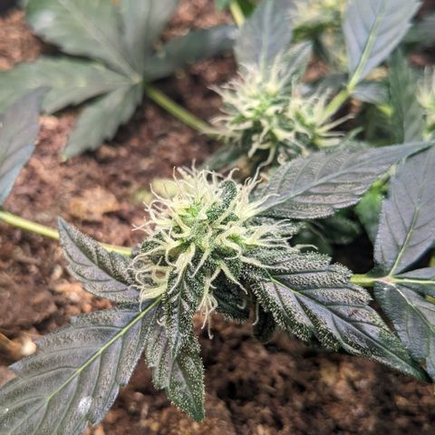 Tamsi growlog timeline photo