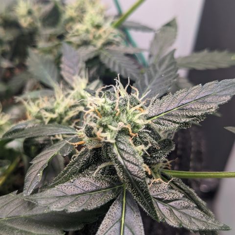 Tamsi growlog timeline photo