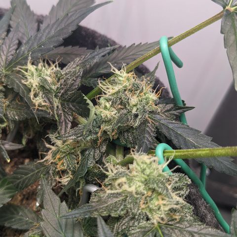 Tamsi growlog timeline photo