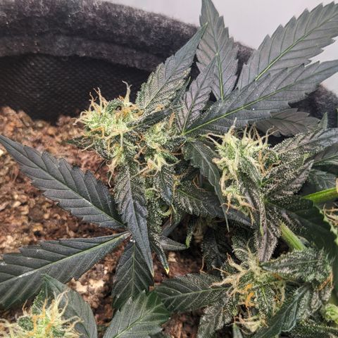 Tamsi growlog timeline photo