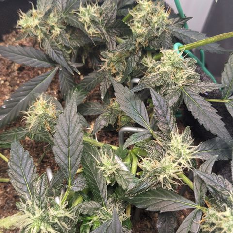 Tamsi growlog timeline photo