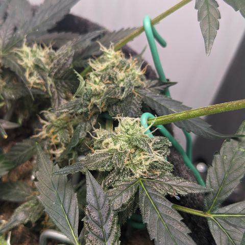 Tamsi growlog timeline photo