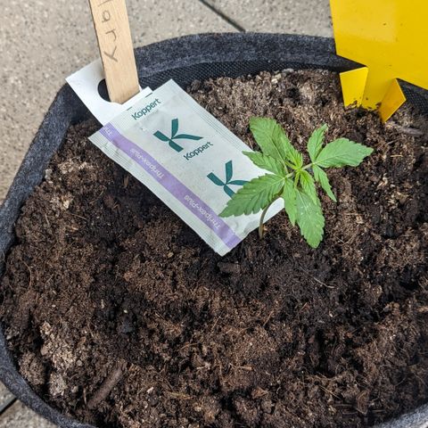 Mary II growlog timeline photo