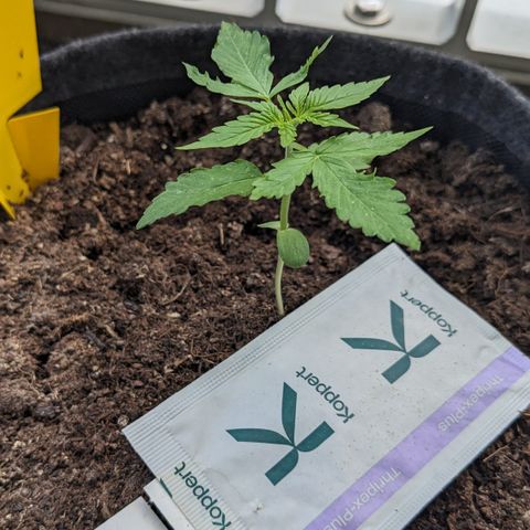 Mary II growlog timeline photo