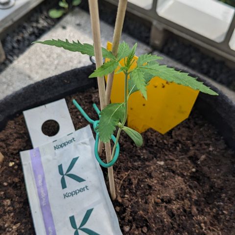 Jane II growlog timeline photo