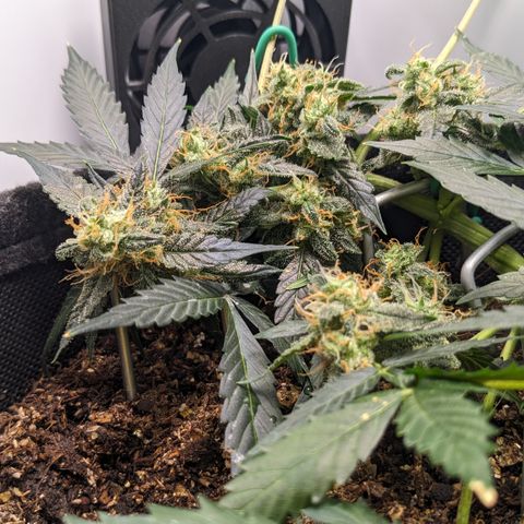 Tamsi growlog timeline photo
