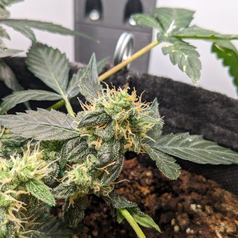 Tamsi growlog timeline photo