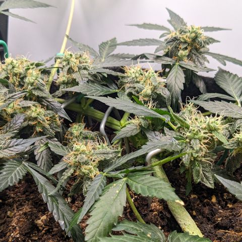 Tamsi growlog timeline photo