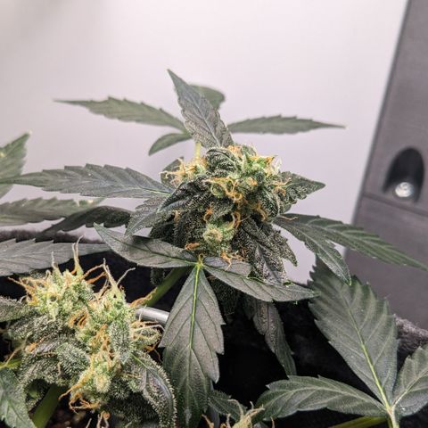 Tamsi growlog timeline photo