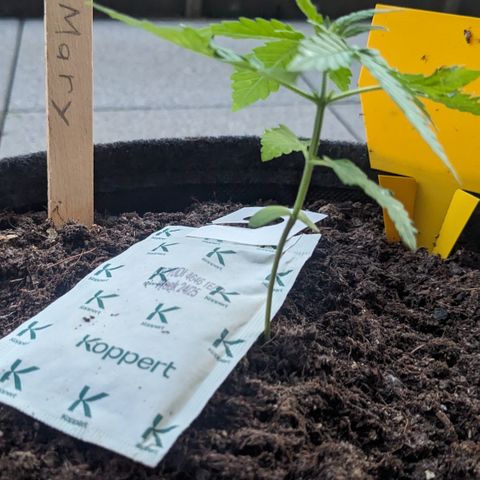 Mary II growlog timeline photo