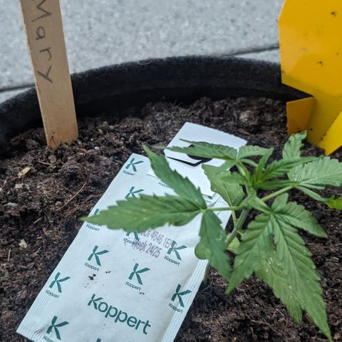 Mary II growlog timeline photo