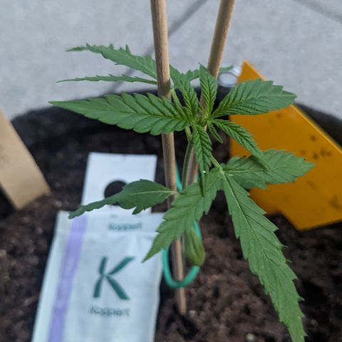 Jane II growlog timeline photo