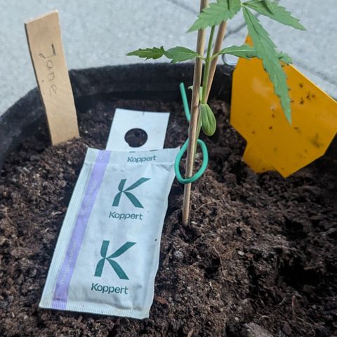 Jane II growlog timeline photo