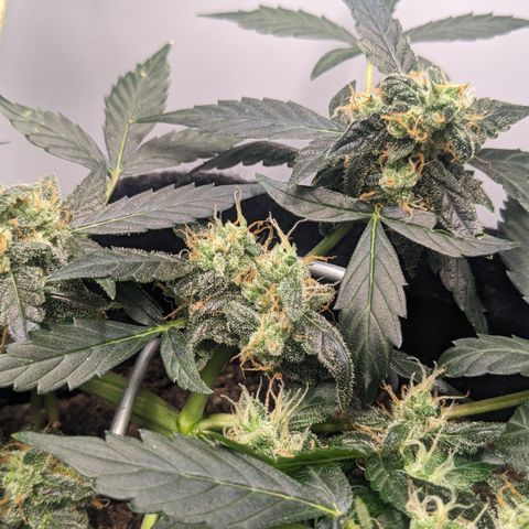 Tamsi growlog timeline photo