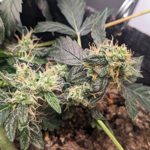 Tamsi growlog timeline photo
