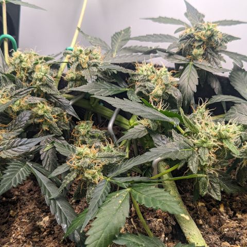 Tamsi growlog timeline photo