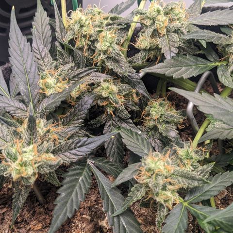 Tamsi growlog timeline photo