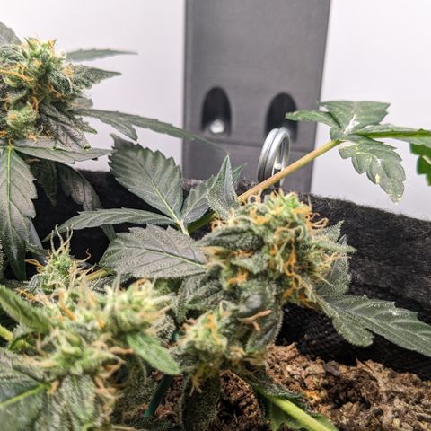 Tamsi growlog timeline photo