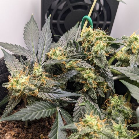 Tamsi growlog timeline photo