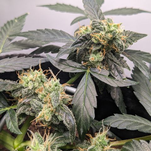 Tamsi growlog timeline photo