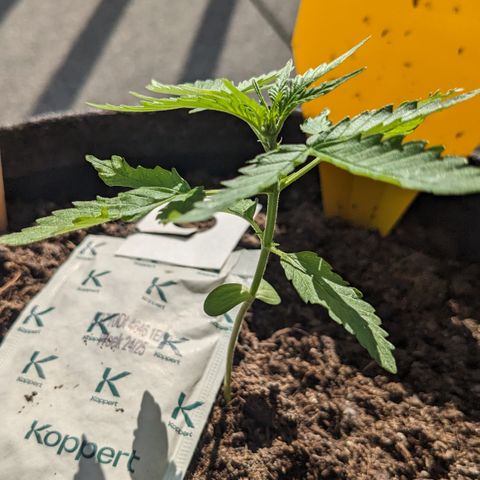 Mary II growlog timeline photo