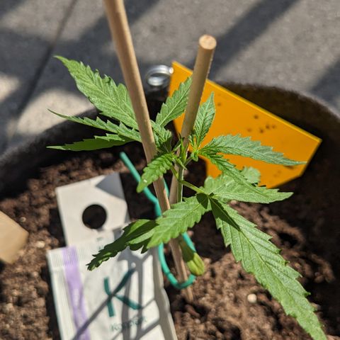 Jane II growlog timeline photo