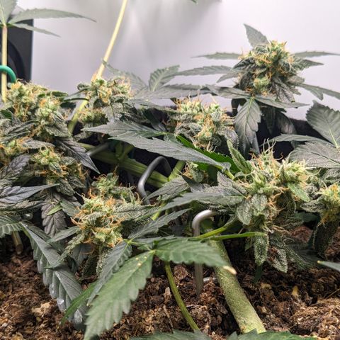 Tamsi growlog timeline photo