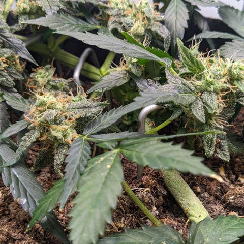 Tamsi growlog timeline photo