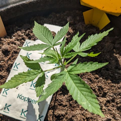 Mary II growlog timeline photo
