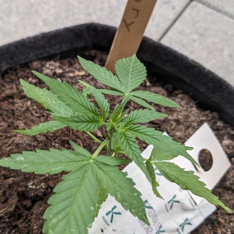 Mary II growlog timeline photo