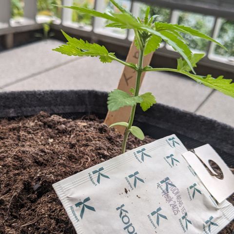 Mary II growlog timeline photo